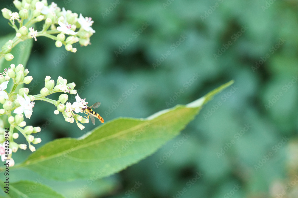 owad, zwierzę, flora, roślina, lato, na zewnątrz, makro, żywy, zbliżenie, lato, przyroda, owad, zwierzę, flora, roślina, lato, na zewnątrz, makro, żywy, zbliżenie, lato, przyroda,