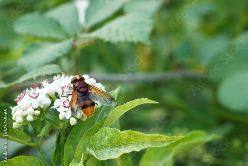 owad, zwierzę, flora, roślina, lato, na zewnątrz, makro, żywy, zbliżenie, lato, przyroda, #623759566