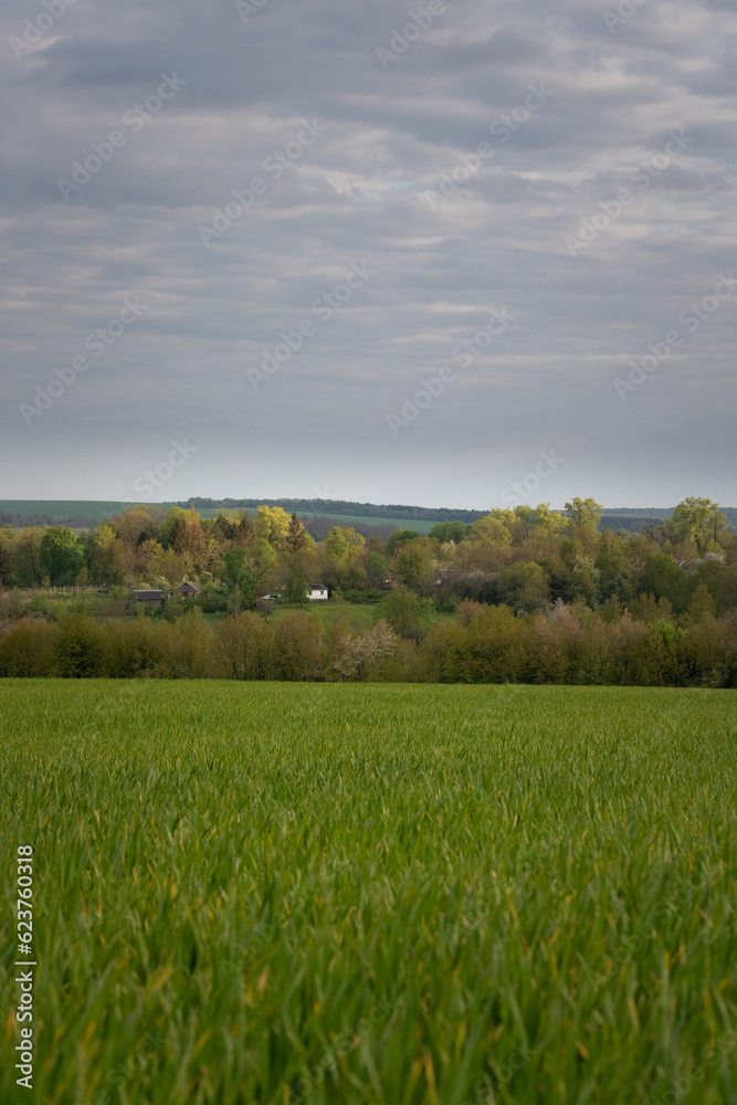 green field and sky. a white hut among green trees. side view of the Ukrainian village. Ukrainian landscapes
