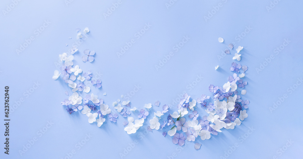 blue and white hydrangea flowers on blue background blue and white hydrangea flowers on blue background