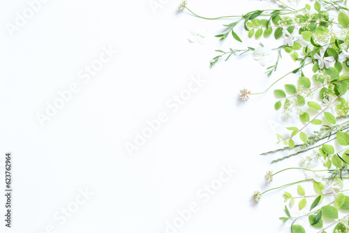 wildflowers and plants on white background