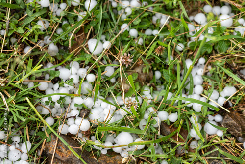 Hail crystal white balls laying in the grass after a hailstorm.
