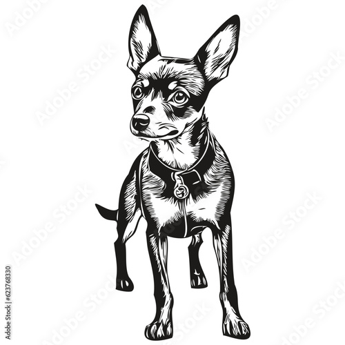 Miniature Pinscher dog realistic pet illustration, hand drawing face black and white vector sketch drawing