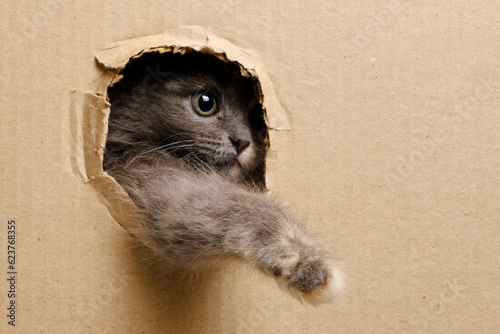 Small gray kitten stuck its muzzle and paws out window cut out in cardboard.