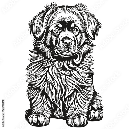 Newfoundland dog realistic pencil drawing in vector, line art illustration of dog face black and white realistic breed pet