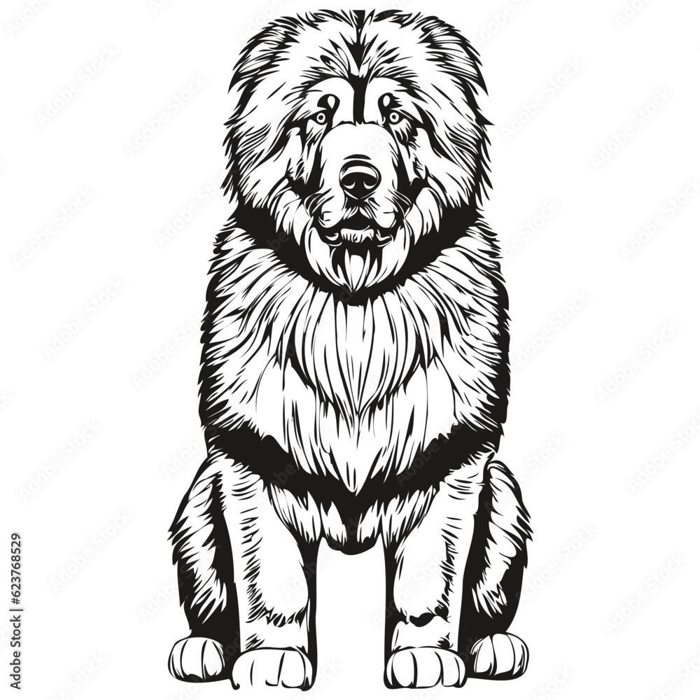 Tibetan Mastiff dog head line drawing vector,hand drawn illustration with transparent background realistic breed pet