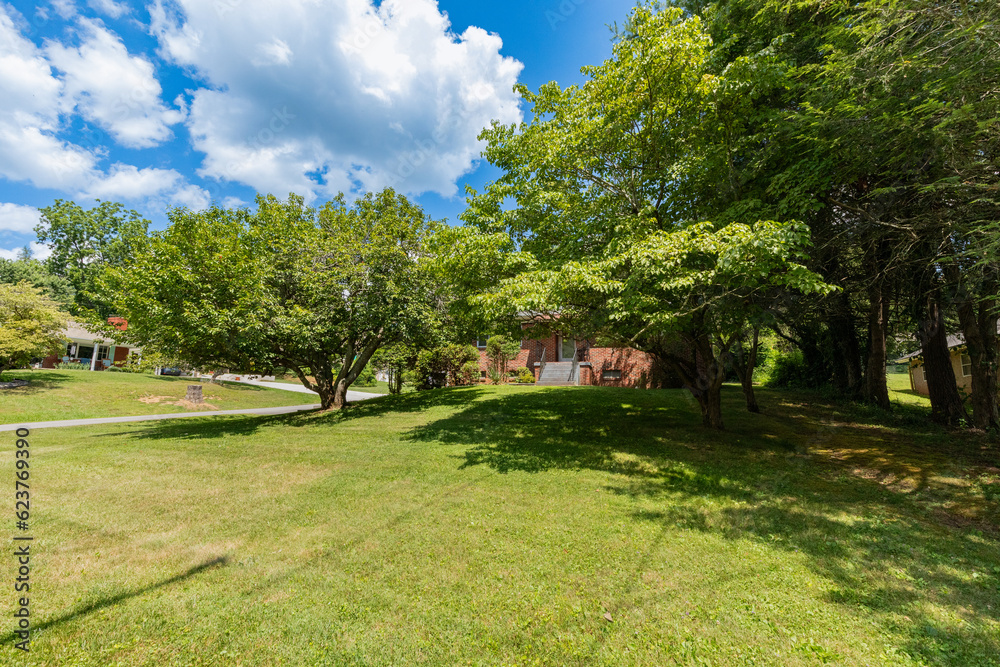 back yard wooded area