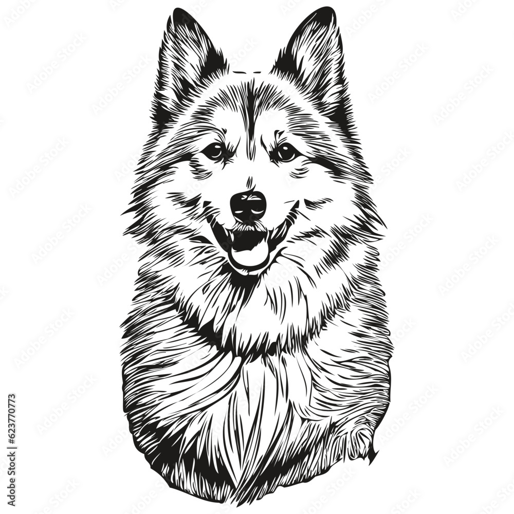 American Eskimo dog portrait in vector, animal hand drawing for tattoo or tshirt print illustration realistic breed pet