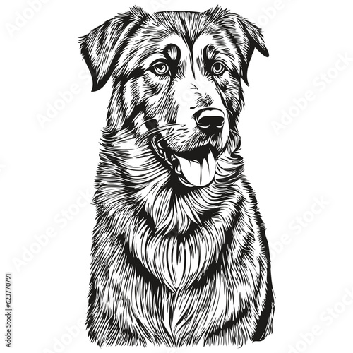 Anatolian Shepherd dog pet sketch illustration, black and white engraving vector