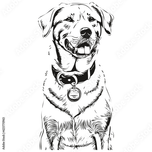 Dogo Argentino dog face vector portrait, funny outline pet illustration white background