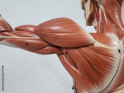 human muscular anatomy model