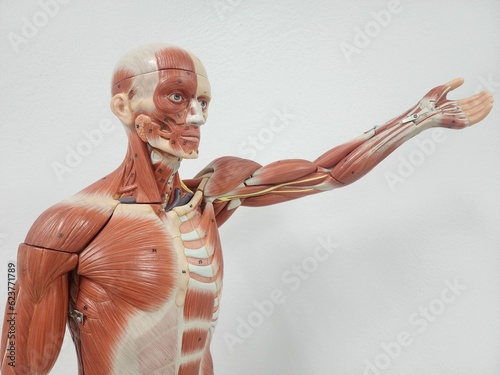 human muscular anatomy model