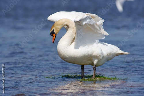 mute swan cygnus olor on the west coast in sweden