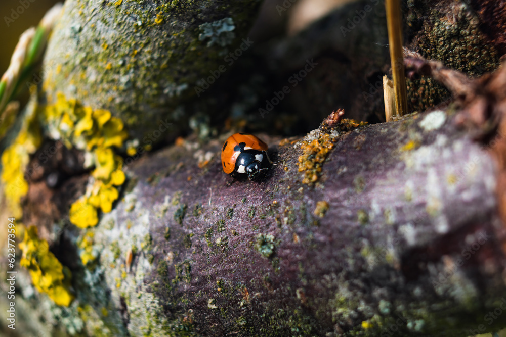 Ladybug in a garden, little round beetle, red with black spots, coccinella, coccinellidae