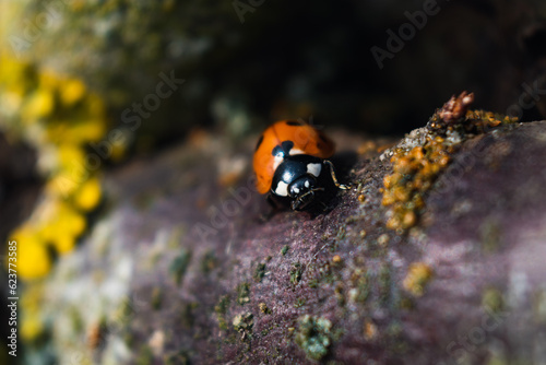 Ladybug in a garden, little round beetle, red with black spots, coccinella, coccinellidae