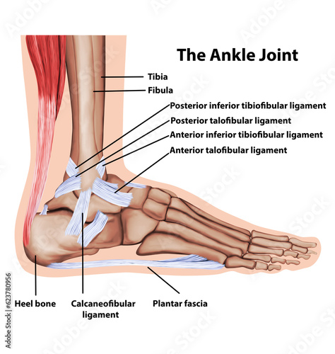 Ankle joint tendons ankle joint foot anatomy medical illustration 