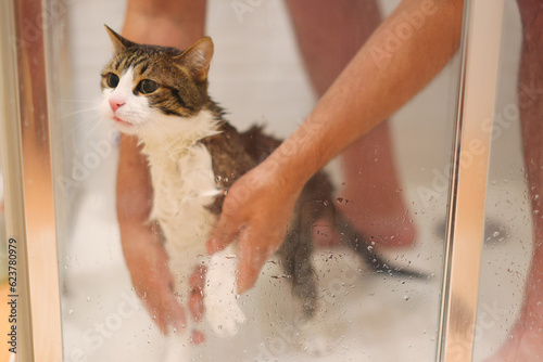 Man washing a striped gray cat in the shower. 