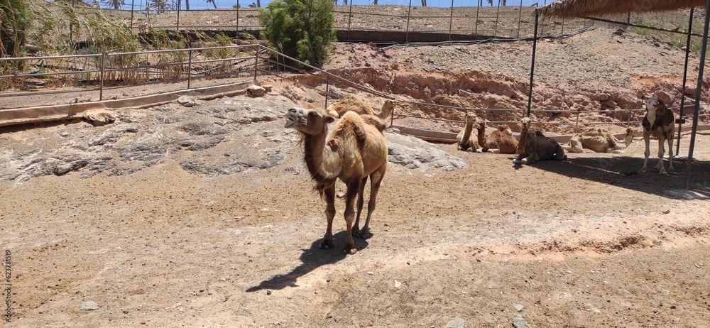 Fototapeta premium kamel