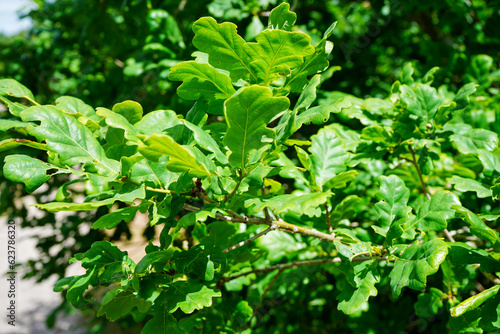 Close up of lush green oak leaves