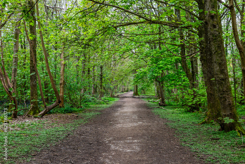 Photography Looking along a pathway through woodland with spring growth on the trees