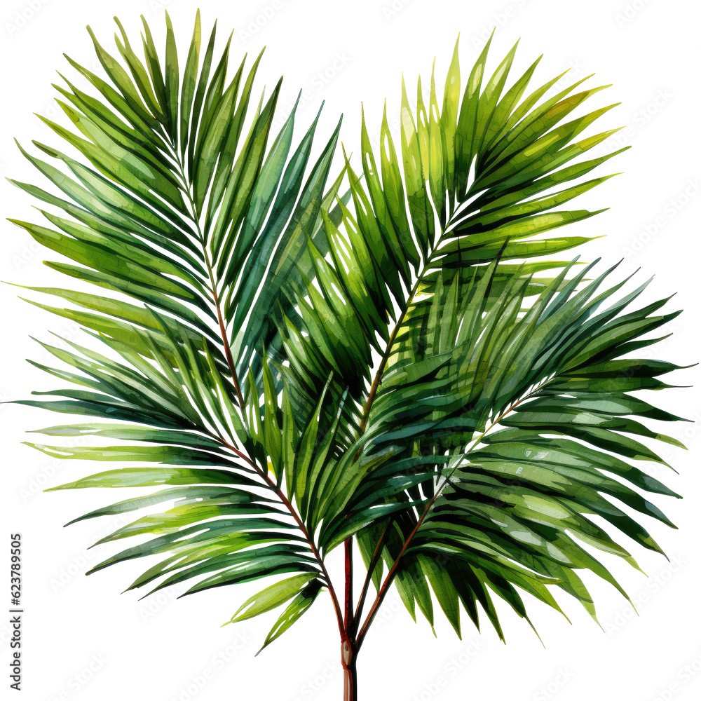 Fototapeta premium palm tree isolated on transparent background