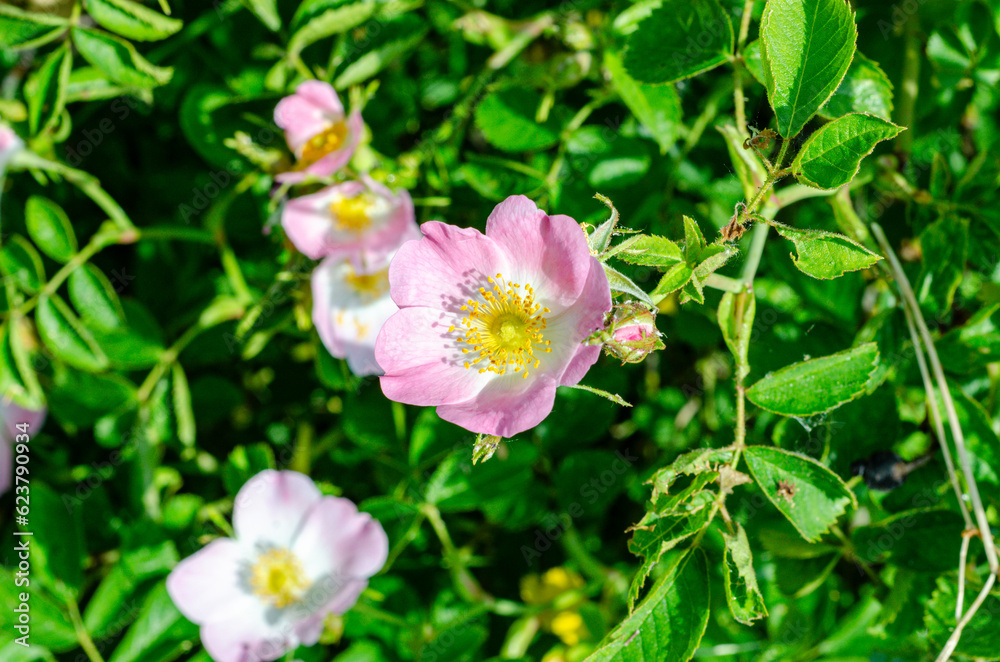 Dog-rose, Sweet-Brier, and California Wild rose flowers in Biebertal, Germany Dog-rose, Sweet-Brier, and California Wild rose flowers in Biebertal, Germany