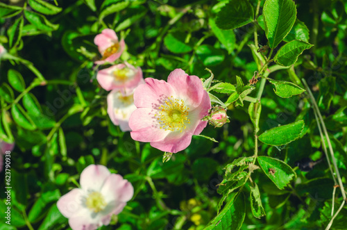 Dog-rose, Sweet-Brier, and California Wild rose flowers in Biebertal, Germany