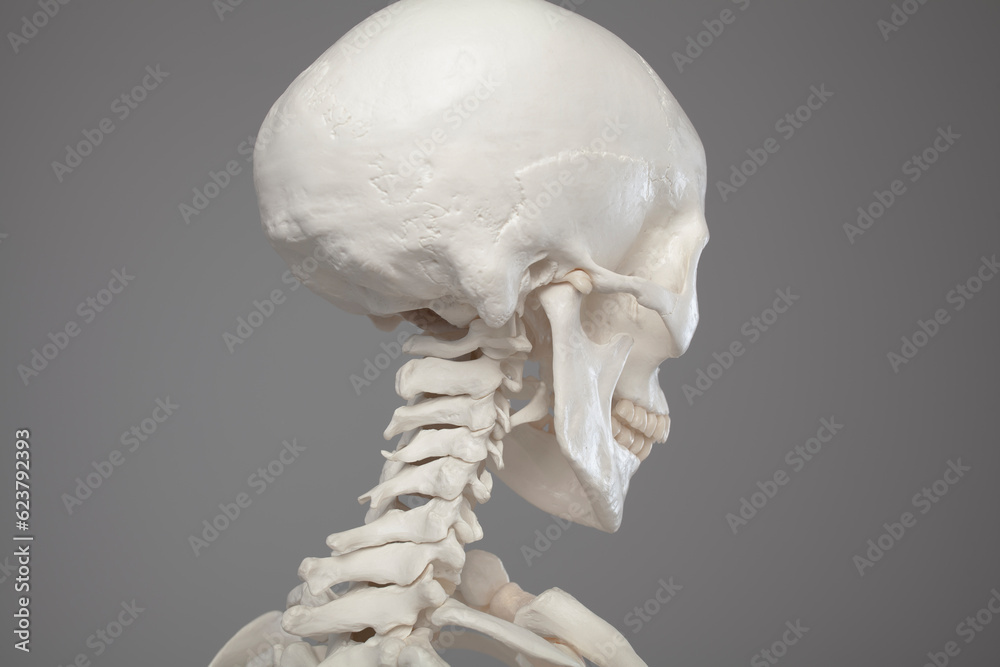 Cranial anatomy, close-up of a human skull Cranial anatomy, close-up of a human skull