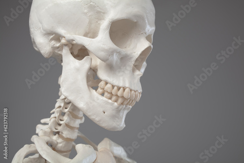 Принти на полотні Cranial anatomy, close-up of a human skull