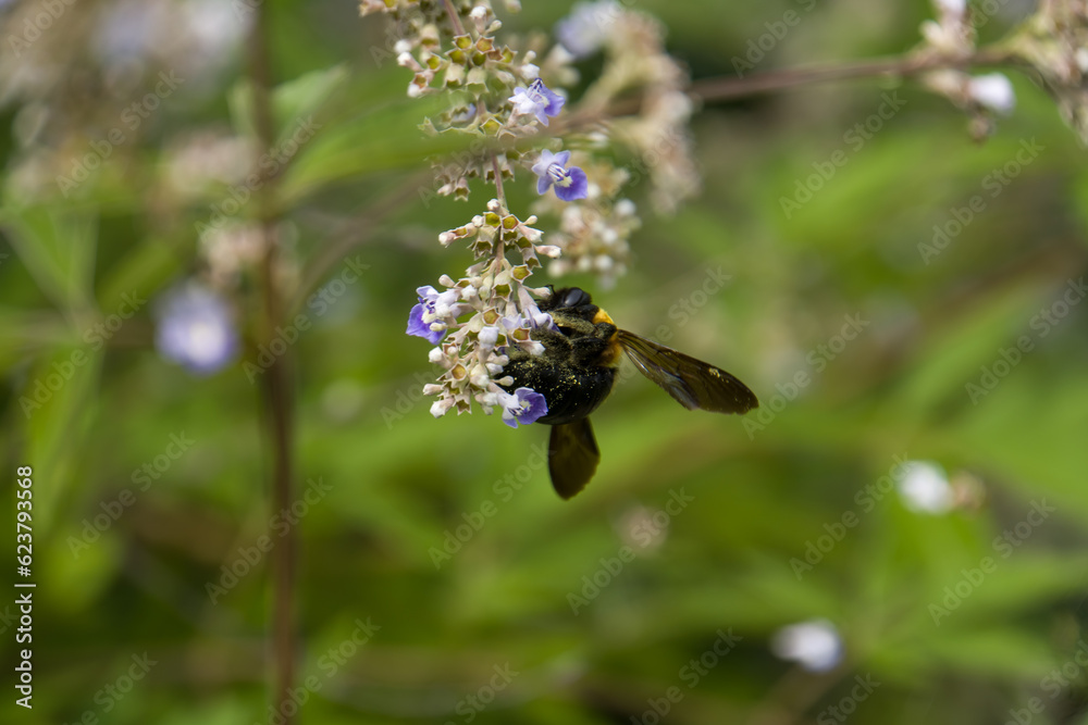 Flying Carpenter bee and wisteria flower Flying Carpenter bee and wisteria flower