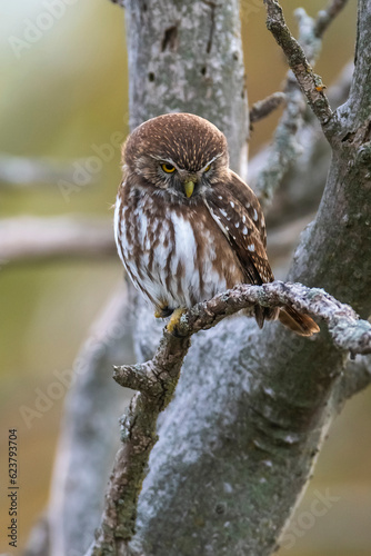 Ferruginous Pygmy owl, Glaucidium brasilianum, Calden forest, La Pampa Province, Patagonia, Argentina. photo