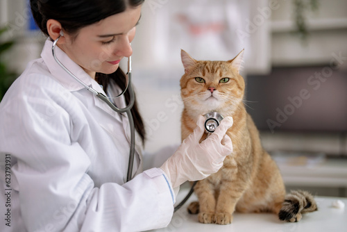 Fototapeta Veterinarian examines a cute little cat at the animal hospital.