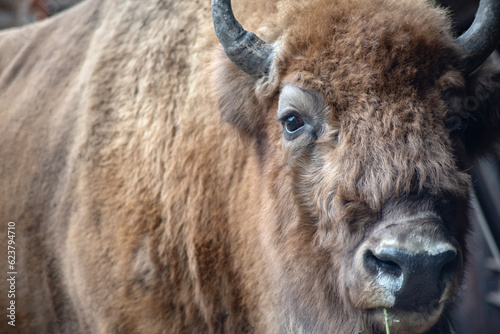 beautiful bison look, selective focus, close-up