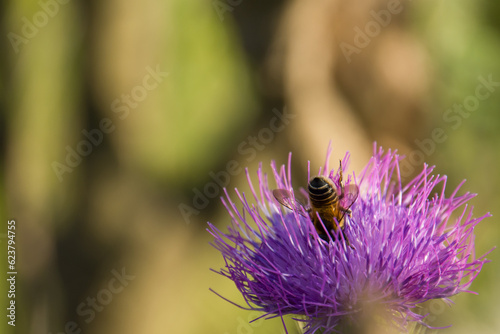 Beautiful honeybee on a thistle flower in autumn garden, closeup