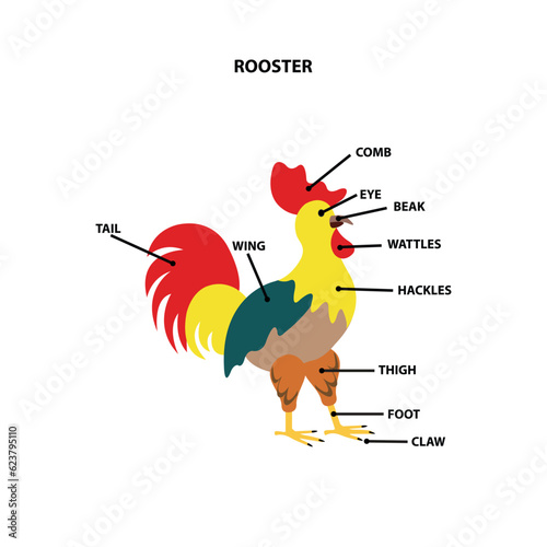 Rooster body parts, educational worksheet  photo