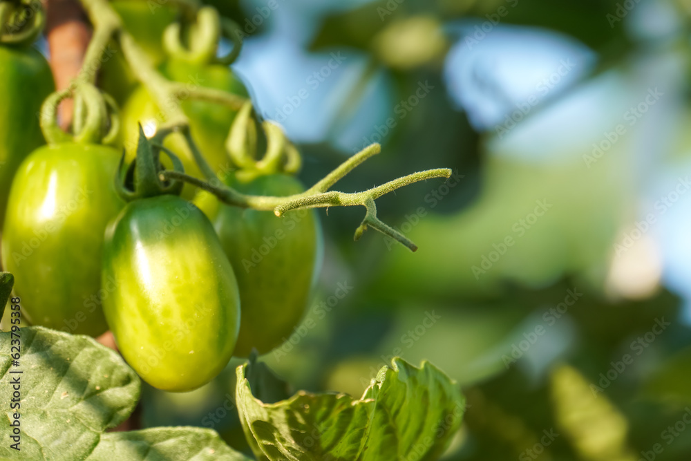 Small, unripe green tomatoes growing on the vine. Small, unripe green tomatoes growing on the vine.