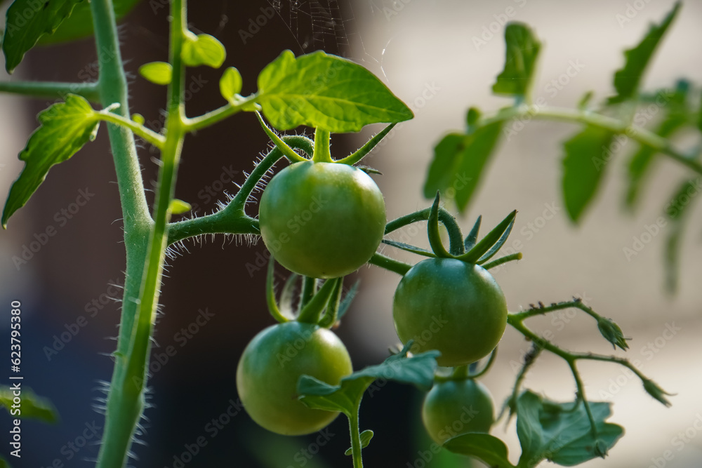 Small, unripe green tomatoes growing on the vine.