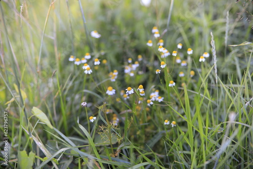 Echte Kamille, wilde Heilpflanze, Naturheilkunde, Heilpflanze