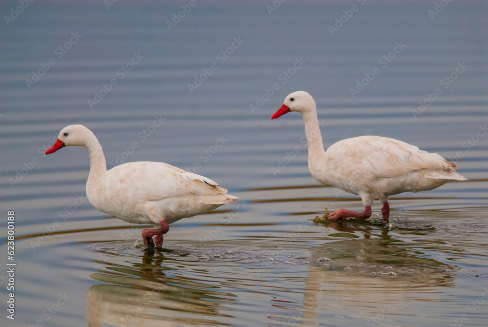 Coscoroba swan swimming in a lagoon , La Pampa Province, Patagonia, Argentina. Coscoroba swan swimming in a lagoon , La Pampa Province, Patagonia, Argentina.