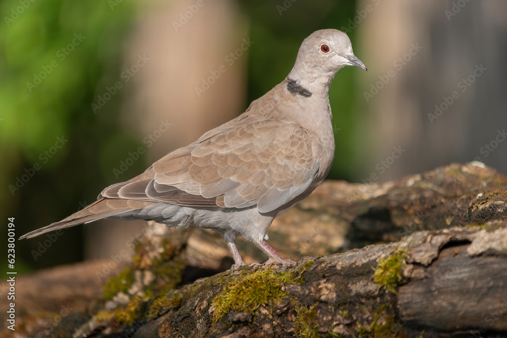 Eurasian collared dove - Streptopelia decaocto on perch with green brown background. Photo from Kisújszállás in Hungary. Eurasian collared dove - Streptopelia decaocto on perch with green brown background. Photo from Kisújszállás in Hungary.