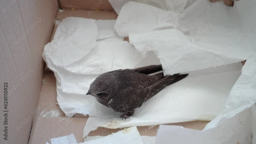A swift bird in a box opens its beak. Apus yawns.