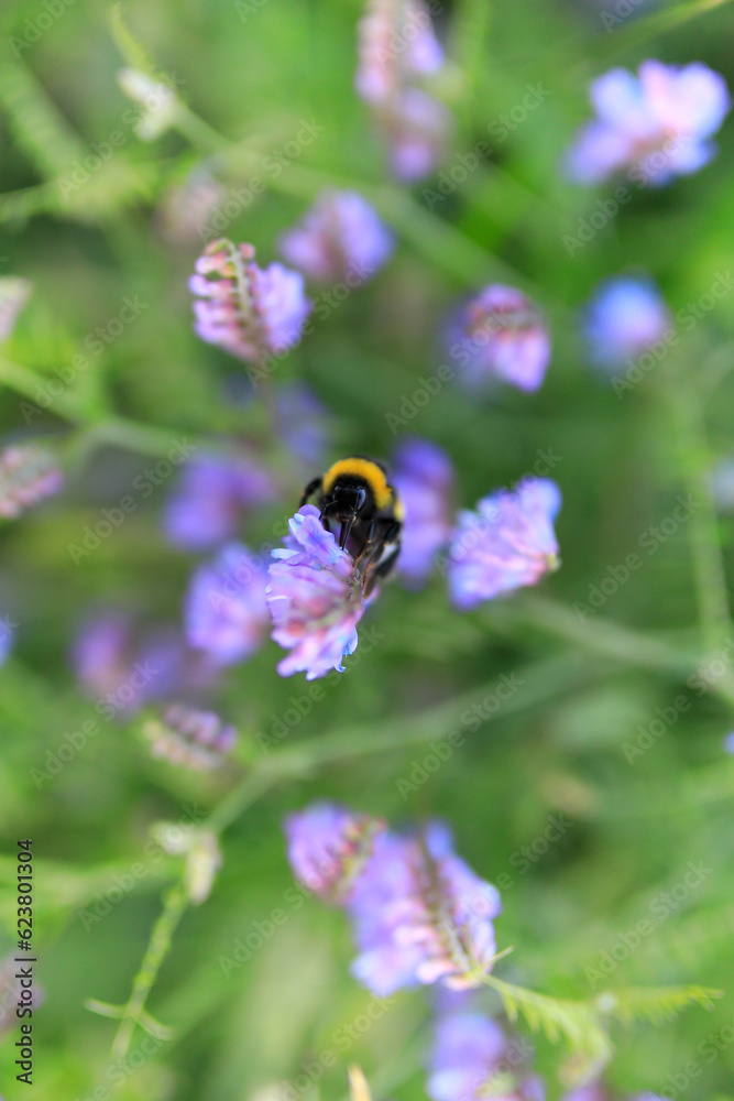 Hummel auf einer lila Vogel-Wicke, Blüte und Insekt, Nahaufnahme, close-up Hummel auf einer lila Vogel-Wicke, Blüte und Insekt, Nahaufnahme, close-up