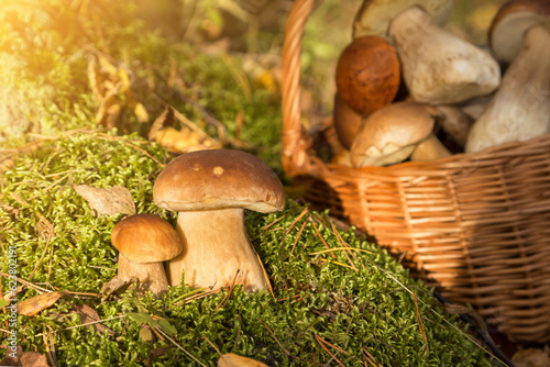 Porcini boletus wild mushroom growing in forest in sunlight close-up. Mushrooms in basket