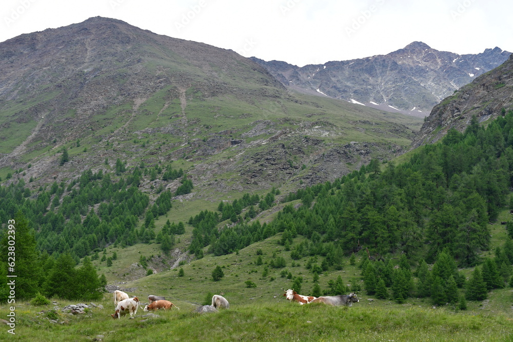 Kühe auf der Weide im Pfossental in Südtirol 