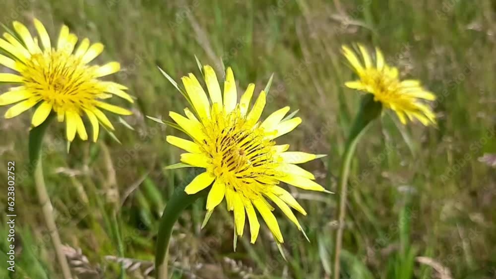 dandelions in the grass