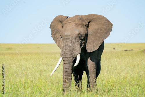 African Elephant Eating grass in the morning sun