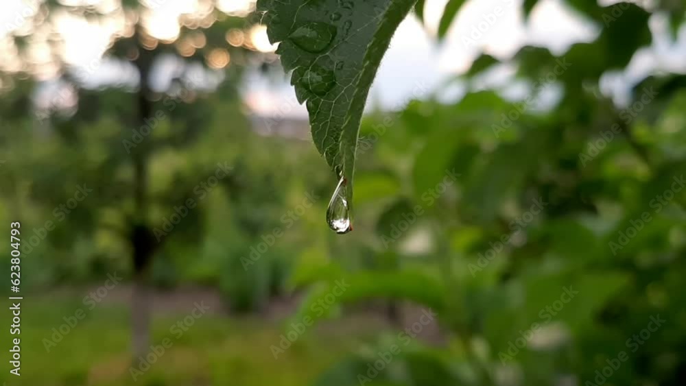 drops of dew on a grass drops of dew on a grass