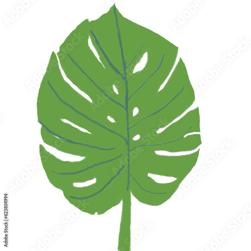 green leaf isolated on white background