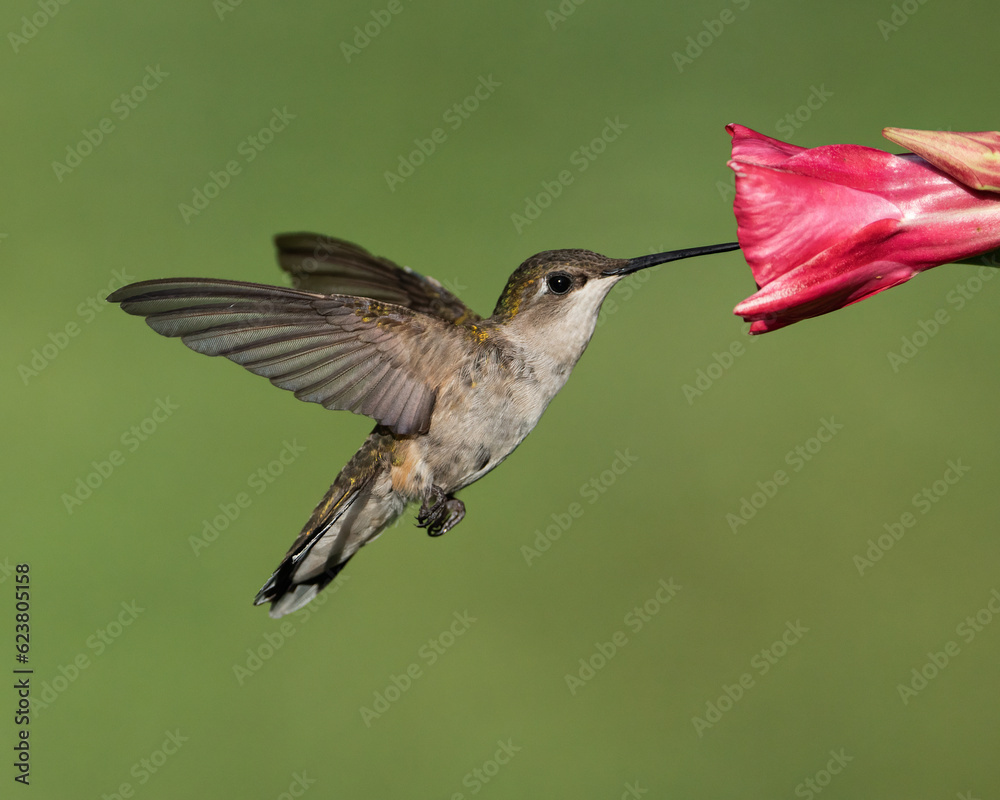 Ruby-throated Hummingbird (Female)