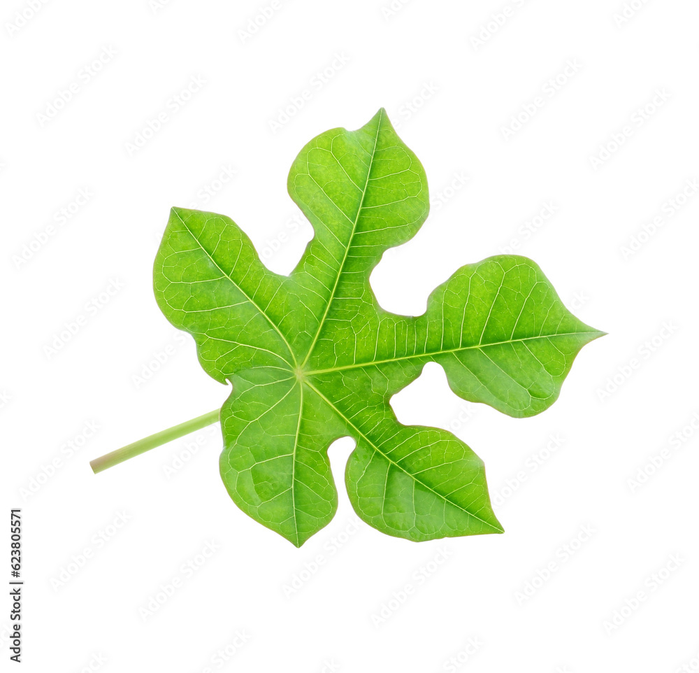 Jatropha curcas isolated transparent png Jatropha curcas isolated transparent png